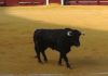 El toro 'Horneador', de Albarreal, que ha sido indultado hoy en Torremolinos. (FOTO: Agustín Hervás)